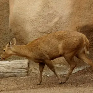 Calamian Hog Deer