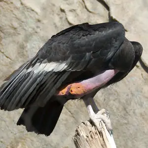 California Condor (Gymnogyps californianus)