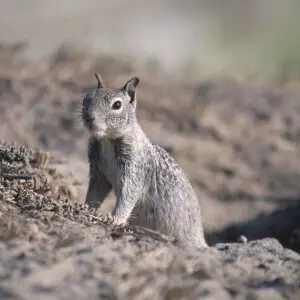 California Ground Squirrel - Facts, Diet, Habitat & Pictures on