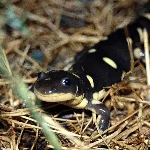 California tiger salamander - Facts, Diet, Habitat & Pictures on