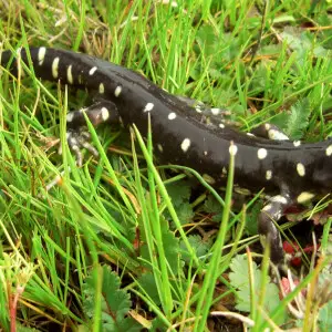 California Tiger Salamander (Ambystoma californiense) in the grass at the Jepson Prairie Preserve
