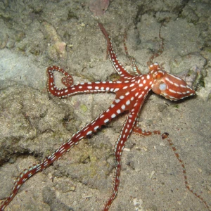 Atlantic White-Spotted Octopus