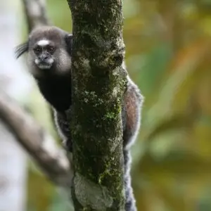 Wied's Tufted-Ear Marmoset in Southern Bahia.