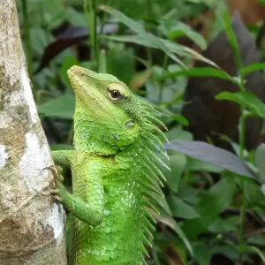 English&#x3a;&#32; Calotes grandisquamis, Large-scaled Forest Lizard, is an agamid lizard found the forests of the Western Ghats in India.