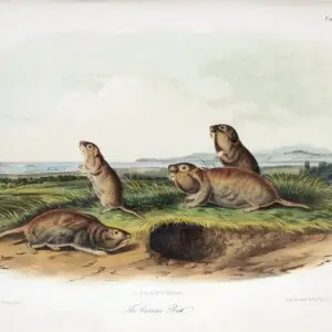 Print from The quadrupeds of North America, by John James Audubon and the Rev. John Bachman showing the "Camas Rat" now known as Thomomys bulbivorus