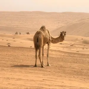 Camel's modesty