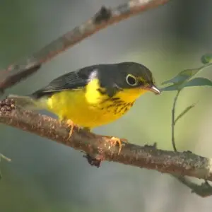 Canada Warbler on Bough