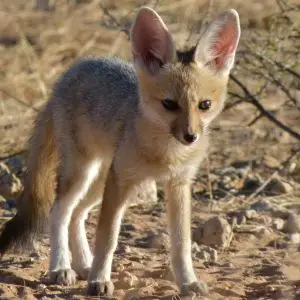 Cape Fox (Vulpes chama) pup