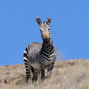 Cape Mountain Zebra (Equus zebra zebra)