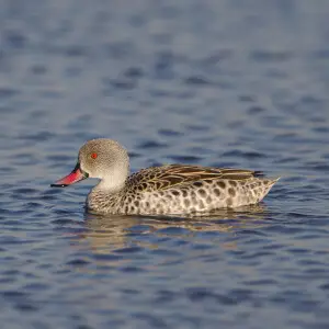 Cape Teal, Anas capensis, Marievale Nature Reserve, Gauteng, South Africa