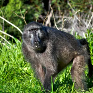 Cape Town Baboon