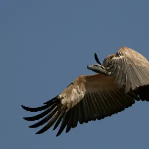 Cape Vulture (Gyps coprotheres) in flight at the Rhino and Lion Nature Reserve, Cradle of Humankind, Gauteng, South Africa.