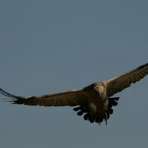 Cape Vulture (Gyps coprotheres) in flight at the Rhino and Lion Nature Reserve, Cradle of Humankind, Gauteng, South Africa