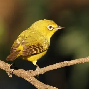 Cape White-eye, Zosterops pallidus, at Pilanesberg National Park, Northwest Province, South Africa