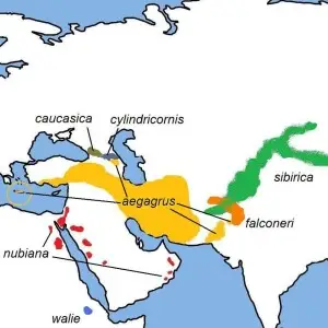 Range map of the Capra species (larger lettering)