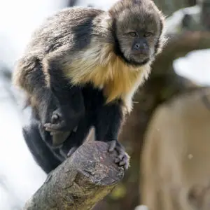 Capuchin monkey on a branch