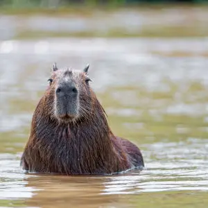 Capybara in the water