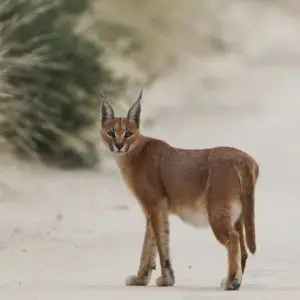 Caracal on the road, early morning in Kgalagadi