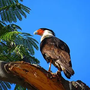Caracara cheriway