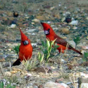Cardenal (Cardinalis phoenicius), frecuente en el Estado Nueva Esparta, Venezuela, en donde lo llaman Guayamate