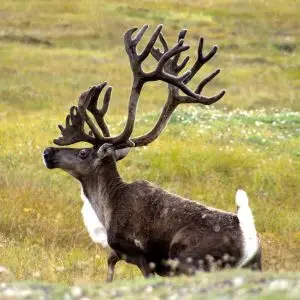 Caribou in Gates of the Arctic National Park