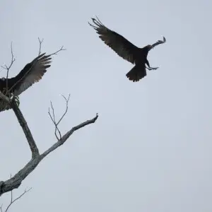 Lesser Yellow-headed Vultures at Ariau Amazon Towers, Brazil.
