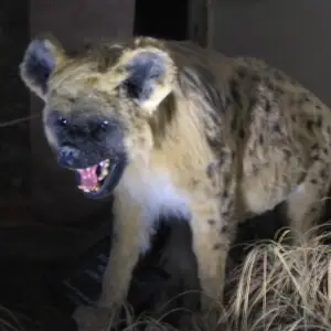 A cave hyena model