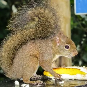 Brazilian squirrel eating banana at Itamambuca Ecoresort, Ubatuba, SP, Brazil