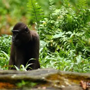 Celebes Crested Macaque