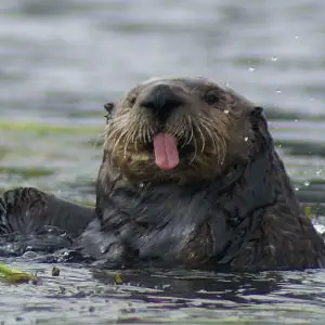 Celebrate Sea Otter Awareness Week!