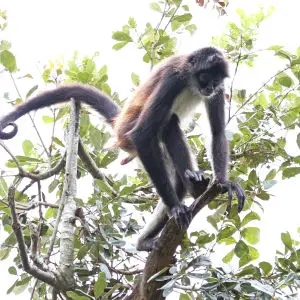 Central American Spider Monkey - Ateles geoffroyi, Tikal, Peten, Guatemala