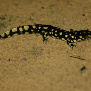 Central Florida Eastern tiger salamander