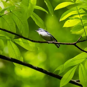 Cerulean warbler