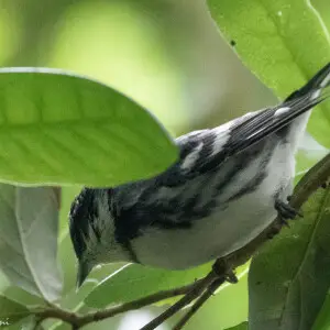 Cerulean Warbler (male) | Fall Out 2 | Sabine Woods | TX|2018-04-09|09-10-48-3.jpg