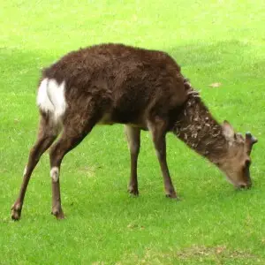 Cervus nippon taioanus in Parc de Merlet (fr:Cerf Sika)

Map: 45? 54' 26" N 6? 49' 2" E