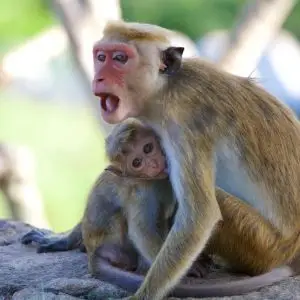 Ceylonkroonaap en jong - Toque macaque and her baby