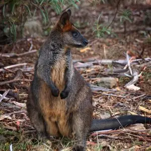 Checking on the kid    A female Swamp Wallaby