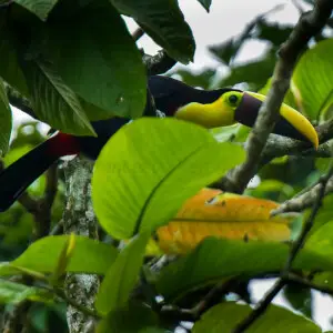 Chestnut-mandibled toucan (Ramphastos ambiguus swainsonii)- Ecuador_S4E8486