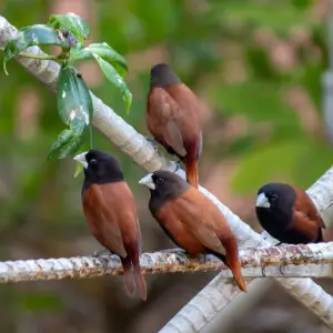 The chestnut munia (Lonchura atricapilla), also known as black-headed munia, is a small passerine bird. This estrildid finch is a resident breeding bird native to southeastern Asia, but introduced to numerous areas including the Hawaiian Islands, Japan, E