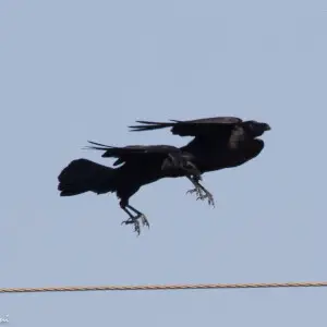 Chihuahuan Raven | Brownsville | TX|2018-03-21|10-04-07.jpg