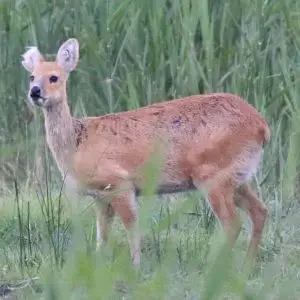chinese water deer with 1/2 an ear missing