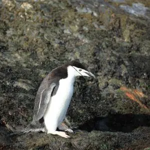 Chinstrap Penguin at Cooper Bay, South Georgia