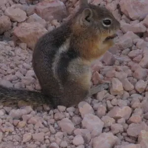 Chipmunk (Eutamius umbrinus? Uinta Chipmunk)