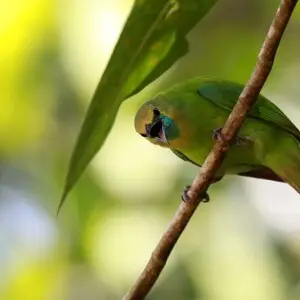 Jerdon's Leafbird - Facts, Diet, Habitat & Pictures On Animalia.bio