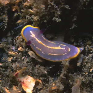 Felimida krohni (V?rany, 1846)  (synonym: Chromodoris krohni) juv?nile.
