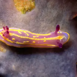 Felimida krohni (V?rany, 1846) (synonym&#160;: Chromodoris krohni