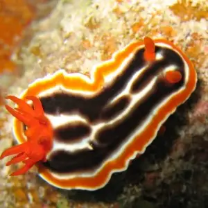 A nudibranch (Chromodoris magnifica). Pixie Pinnacle, Ribbon Reefs, Great Barrier Reef219944477