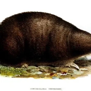 Giant golden mole - Facts, Diet, Habitat & Pictures on Animalia.bio