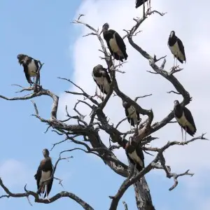 Abdim's Storks Ciconia abdimii, Kgalagadi Transfrontier Park, South Africa