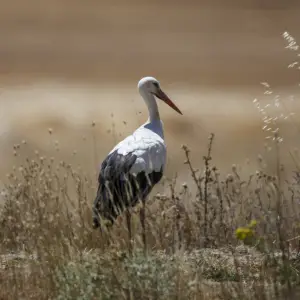 cigüeña blanca (ciconia ciconia)